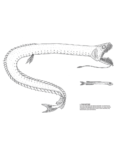 ANATOMÍA, TROQUELADOS E ILUSTRACIONES PARA OBSERVAR EL CUERPO HUMANO